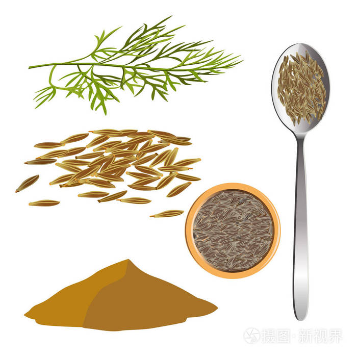 小茴香,矢量插图