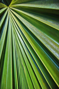 棕榈叶，背景，绿色