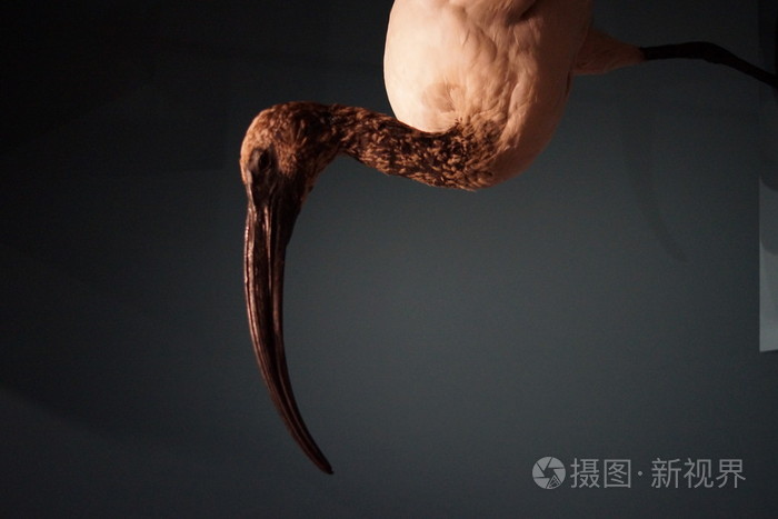 非洲神圣宜必思 Threksiornis aethiopicus