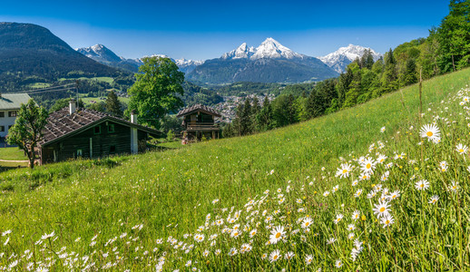 与美丽的花朵和 Watzmann 在春天，德国的巴伐利亚阿尔卑斯山