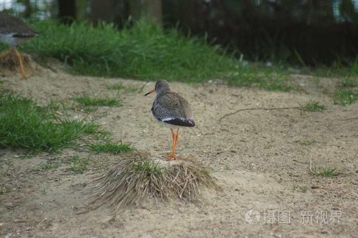 常见的红脚鹬鹬属青 totanus