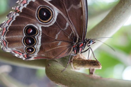 大蓝闪蝶Morpho peleides