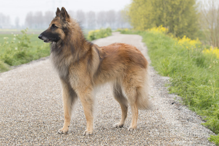 比利时跟踪犬图片