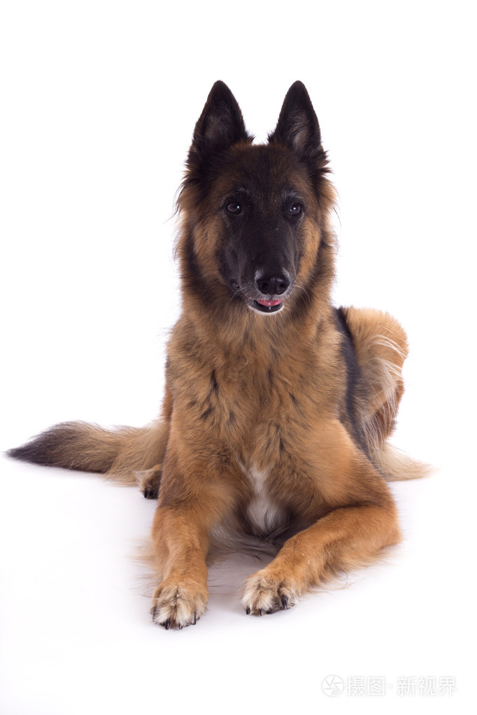 比利时牧羊人特沃伦母狗躺下, 孤立