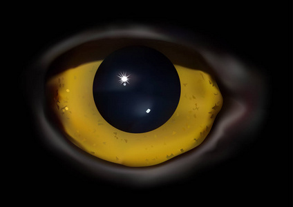 猫头鹰的眼睛宏照片