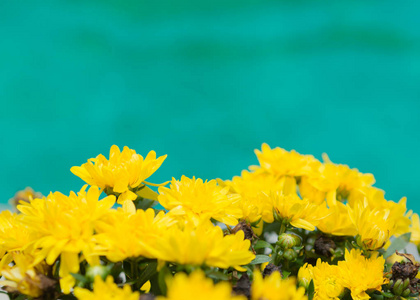 软焦点黄色菊花 FlowerChrysanthemum morifolium 蓝色和绿色的背景