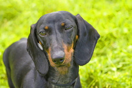 典型的腊肠犬特写