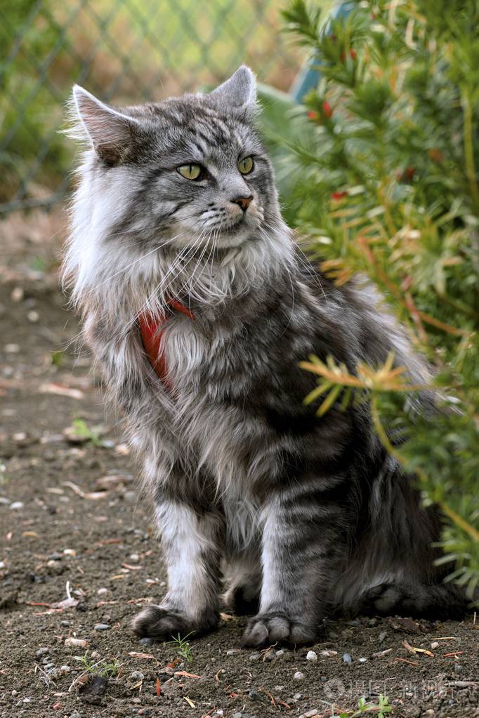 缅因浣熊猫在花园里