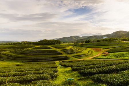 日出茶园景观