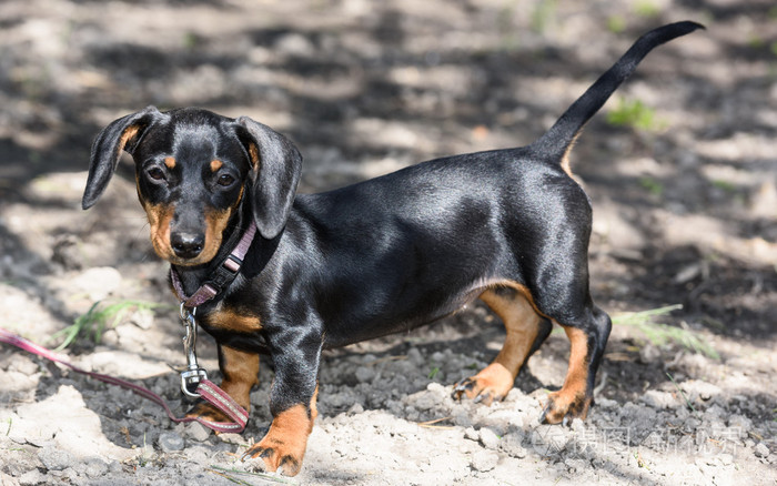 腊肠狗的狗