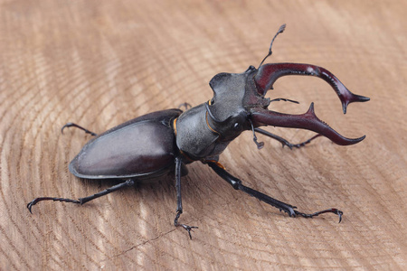 男的木锹虫 Lucanus 鹿