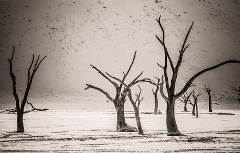 deadvlei 的枯树