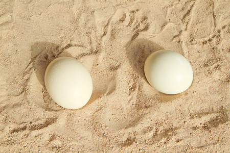 鸵鸟蛋在沙滩上图片