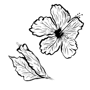 在纹身风格的芙蓉花。黑色和白色，图形的热带花