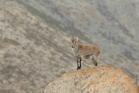 西班牙 ibex 季节