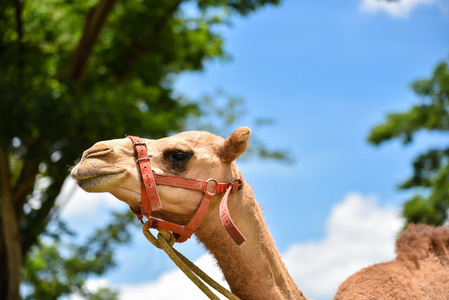 骆驼的脸在公园阳光灿烂的日子