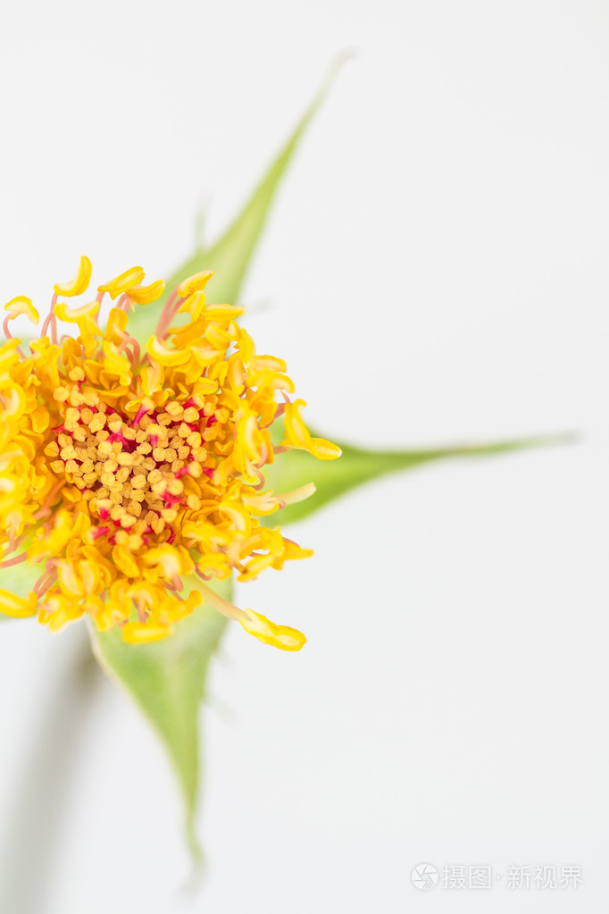 金黄色的玫瑰花蕊照片-正版商用图片0cyly5-摄图新视界