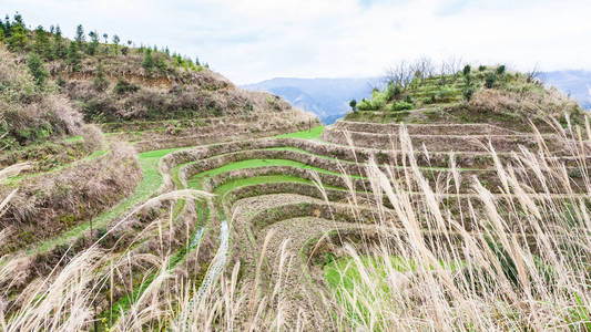 我国大寨梯田山上稻田