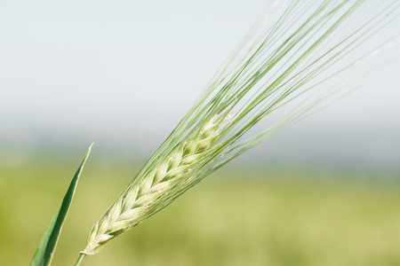 春天小麦宏观的耳朵。