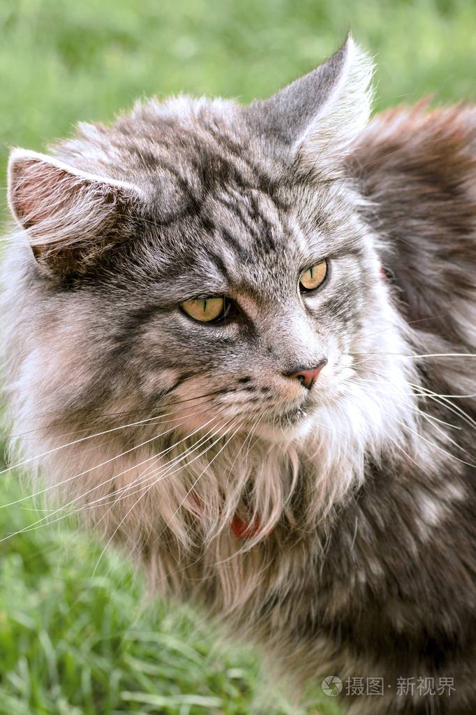 缅因浣熊猫在花园里