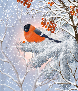 红腹灰雀。冬季森林