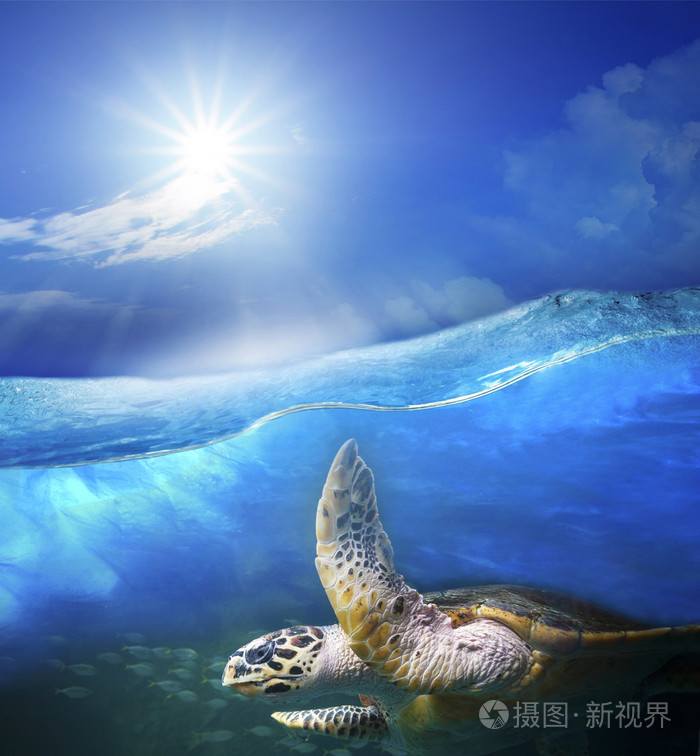 乌龟与太阳照耀着 s 下清澈的海蓝色水游泳