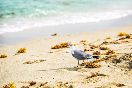 海鸥大海沙滩上散步图片