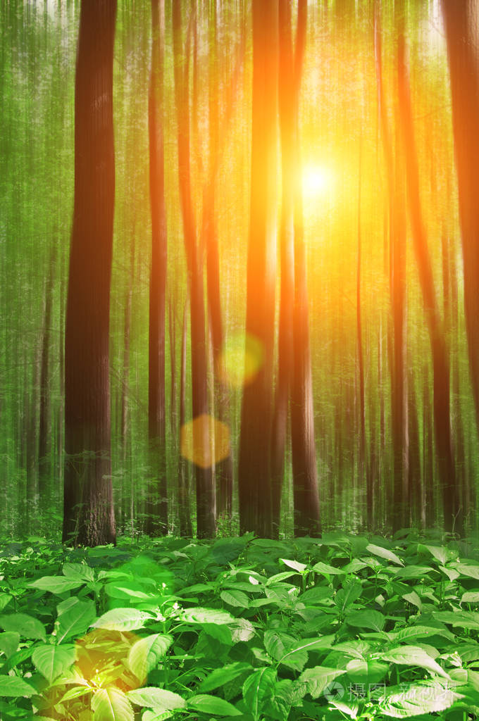 森林和太阳