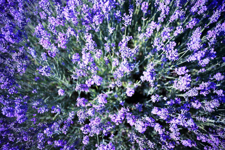 英语熏衣草图片 英语熏衣草素材 英语熏衣草插画 摄图新视界 英语熏衣草图片 英语熏衣草素材 英语熏衣草插画 摄图新视界