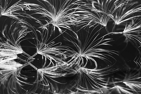 干蒲公英降落伞种子在黑暗的背景。夏日自然壁纸