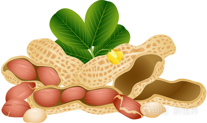 孤立的花生插画-正版商用图片0cz105-摄图新视界