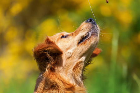 金毛寻回犬断断续续的对待