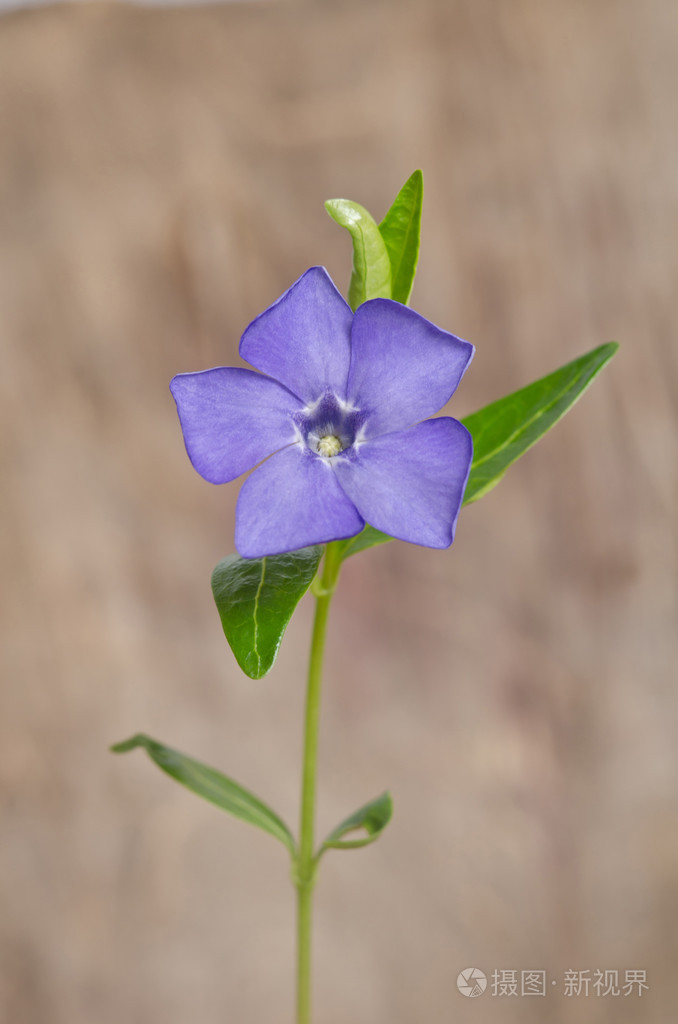 美丽的蓝色花长春木背景