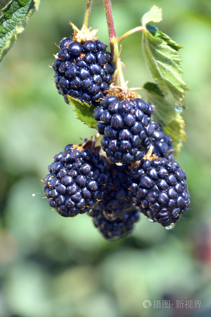 黑莓