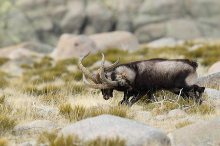 西班牙 ibex 季节