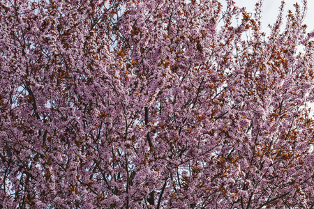 日本树顶开花粉红色的花朵背景纹理