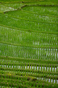Pa Pong 平凉水稻梯田，北部的泰国，清迈