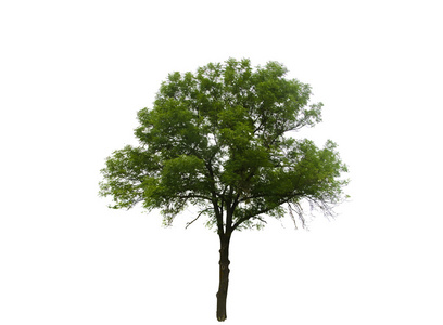 长度树图片-长度树素材-长度树插画-摄图新视界