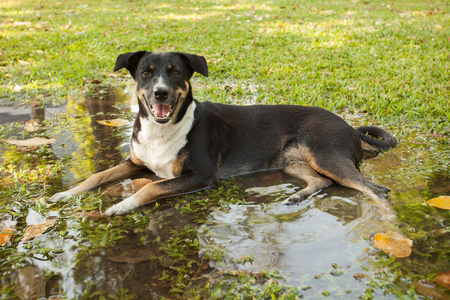 泰国流浪狗躺在花园里的洪水中图片