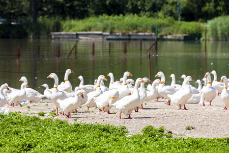 养鹅场,捷克共和国照片