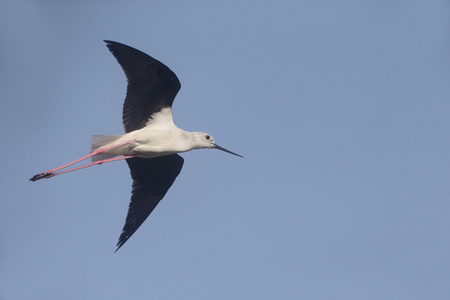 黑翅长脚，himantopus himantopus