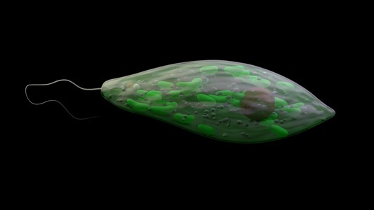 鞭毛鞭毛虫微生物,原生动物照片