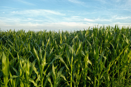 绿色的田野与玉米植物种植园图片