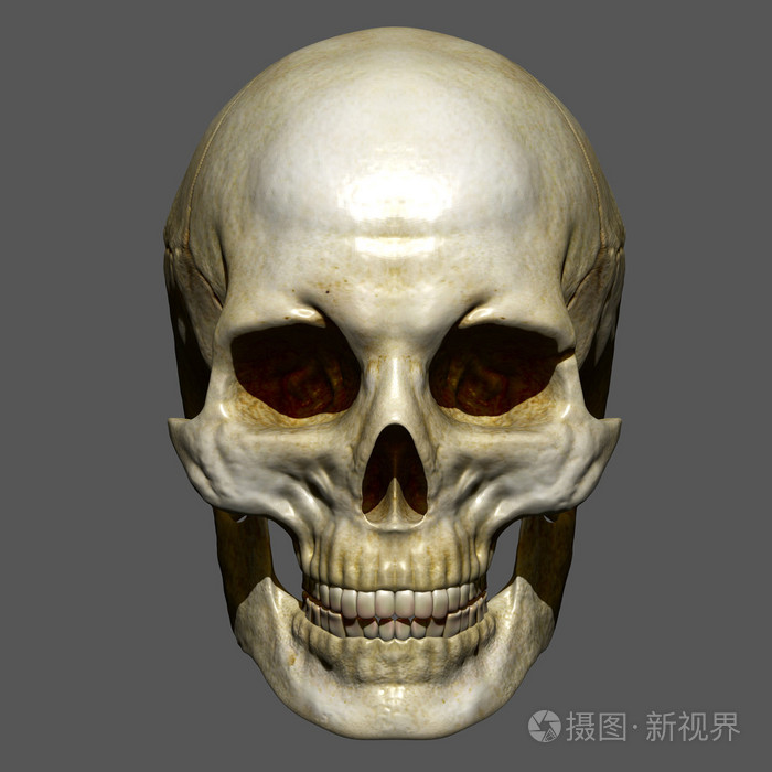 人类的头颅骨人体解剖学