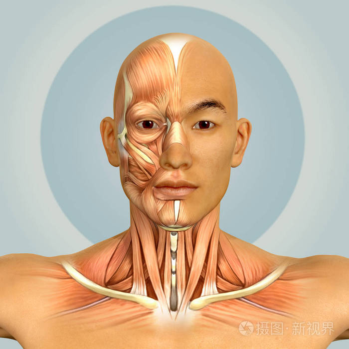 3d的亚洲男模面部和颈部肌肉解剖