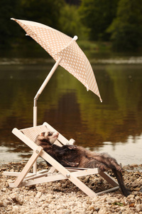夏季弛豫的貂雪貂在靠近湖岸的沙滩椅上