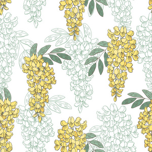 金合欢图片-金合欢素材-金合欢插画-摄图新视界