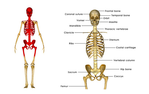 人体的骨架，人类解剖学
