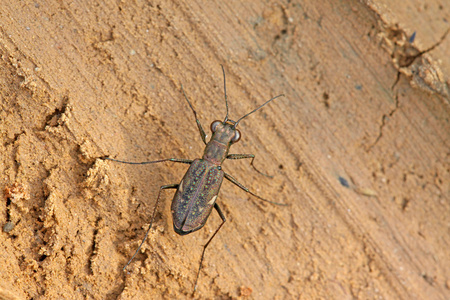 虎甲虫昆虫cicindelidae