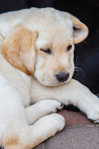 拉布拉多犬小狗在院子里